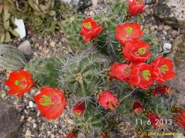 Echinocereus triglochiadus 